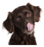 Dog Category