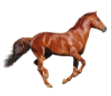 Horse Category